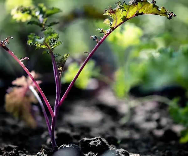 Les D'ostende 4* オステンド