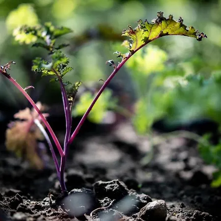 Les D'ostende 4* Ostend